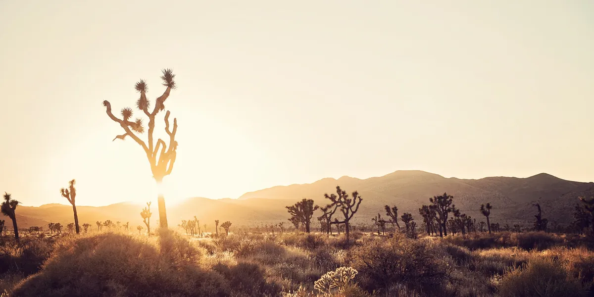 Desert sunrise